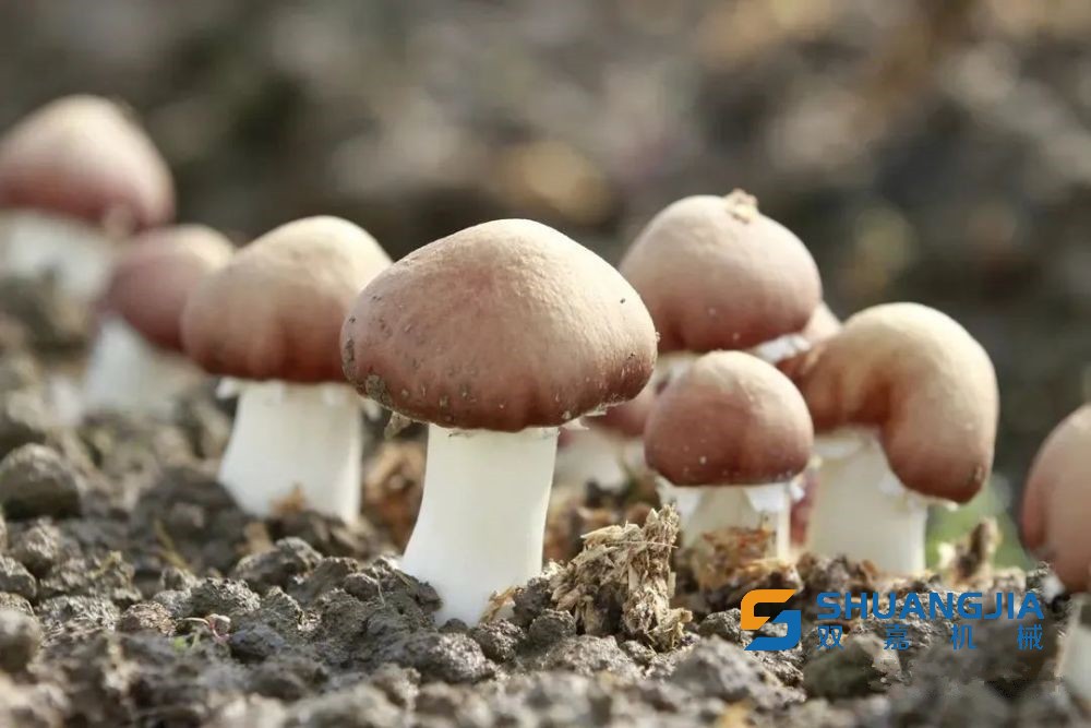 1649902586191508.jpg 17-21-56-93-283825.jpg