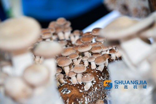 1652057583181374.jpg U14P4DT20210917173653.jpg